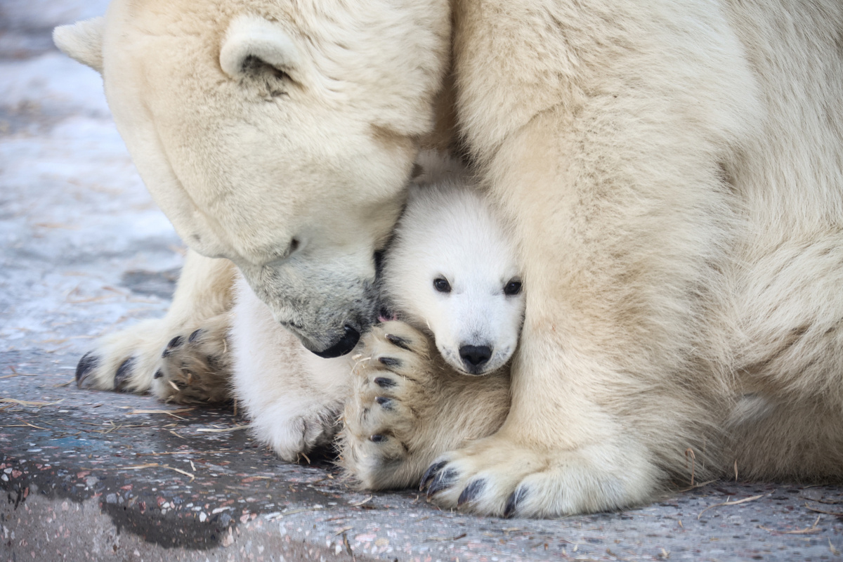    Фото: Ростислав Нетисов, nsknews.info