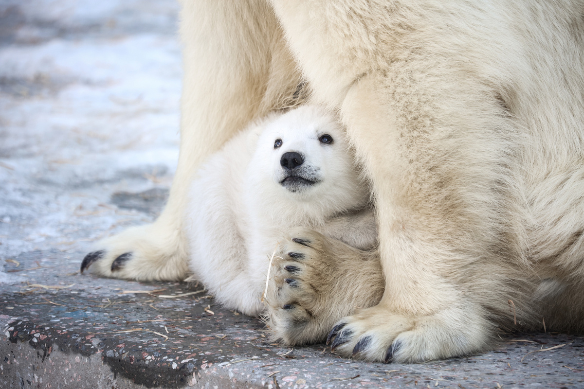    Фото: Ростислав Нетисов, nsknews.info
