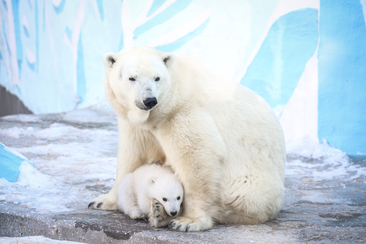    Фото: Ростислав Нетисов, nsknews.info