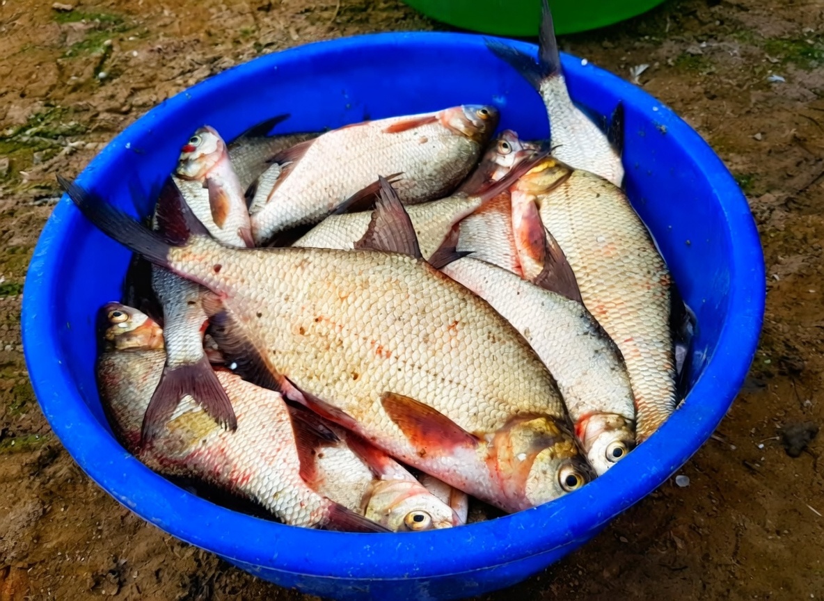 Фидерный улов