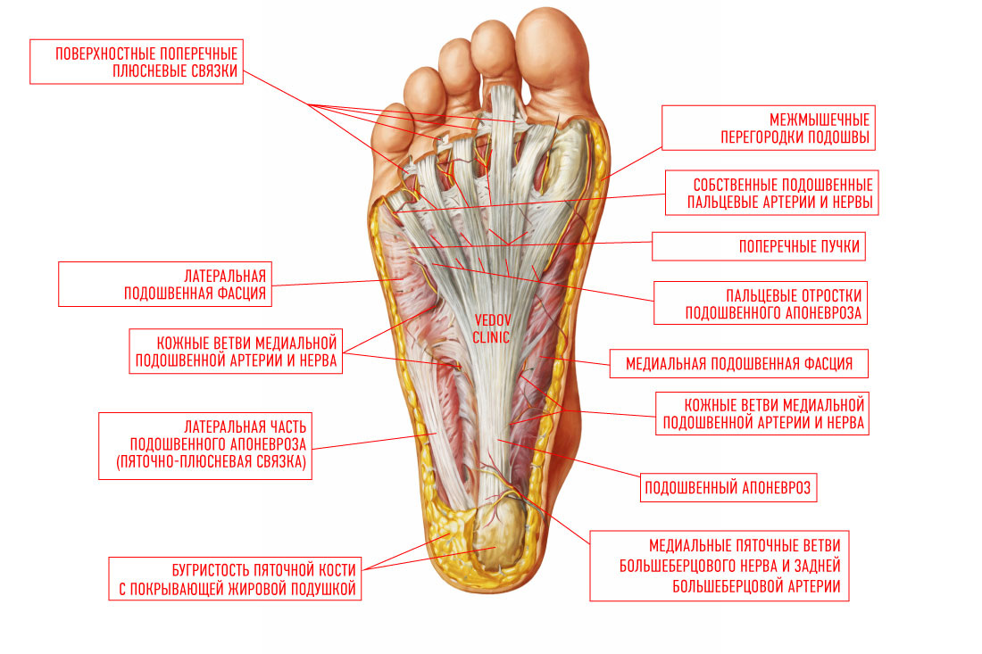 Стопа человека 