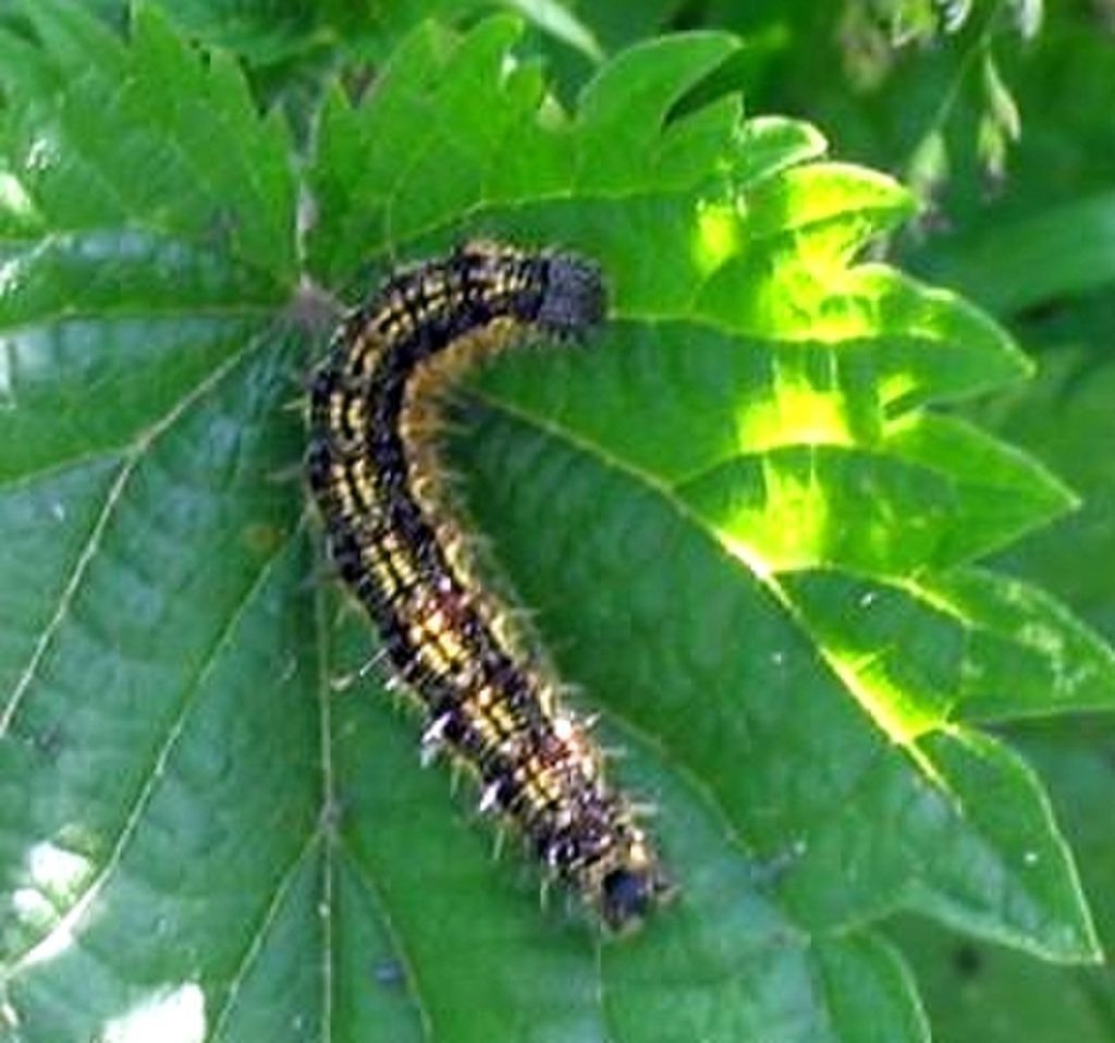 Крапивница (Vanessa atalanta)