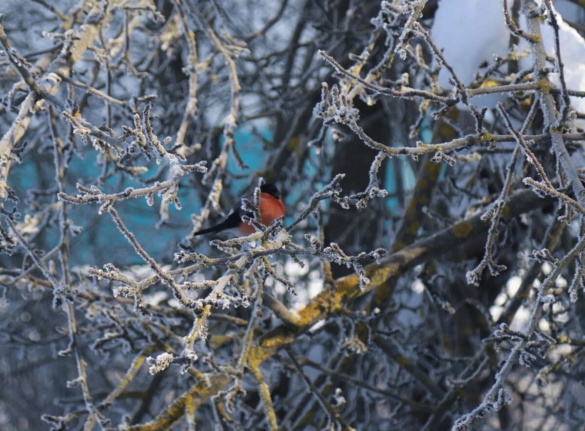 Фото Светланы Пефтеевой
