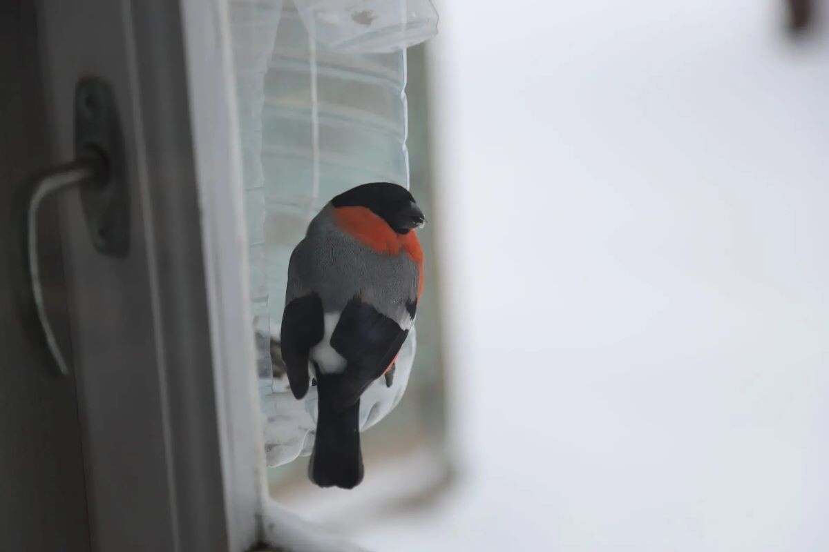 Фото Светланы Пефтеевой