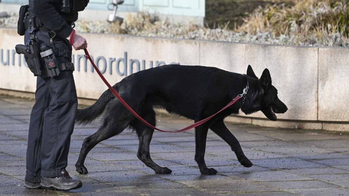    Служебные собаки — незаменимые помощники