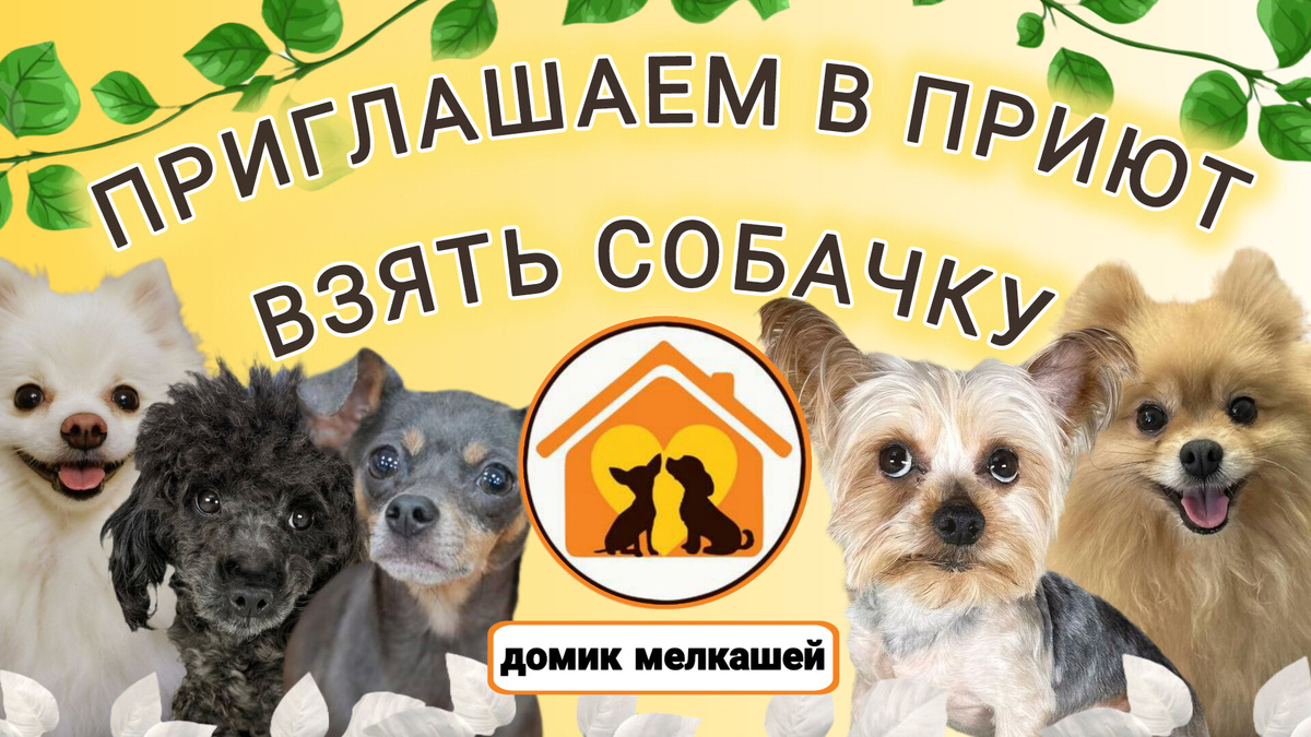 Приют для маленьких собак "Домик Мелкашей" приглашает в гости!