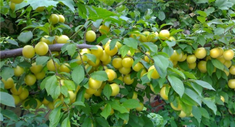 Саженцы Алычи: Все, что нужно знать для успешного выращивания