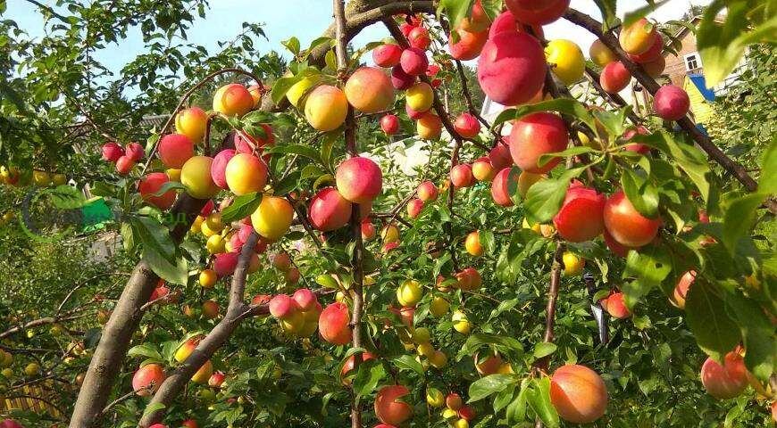 Фотография из интернета