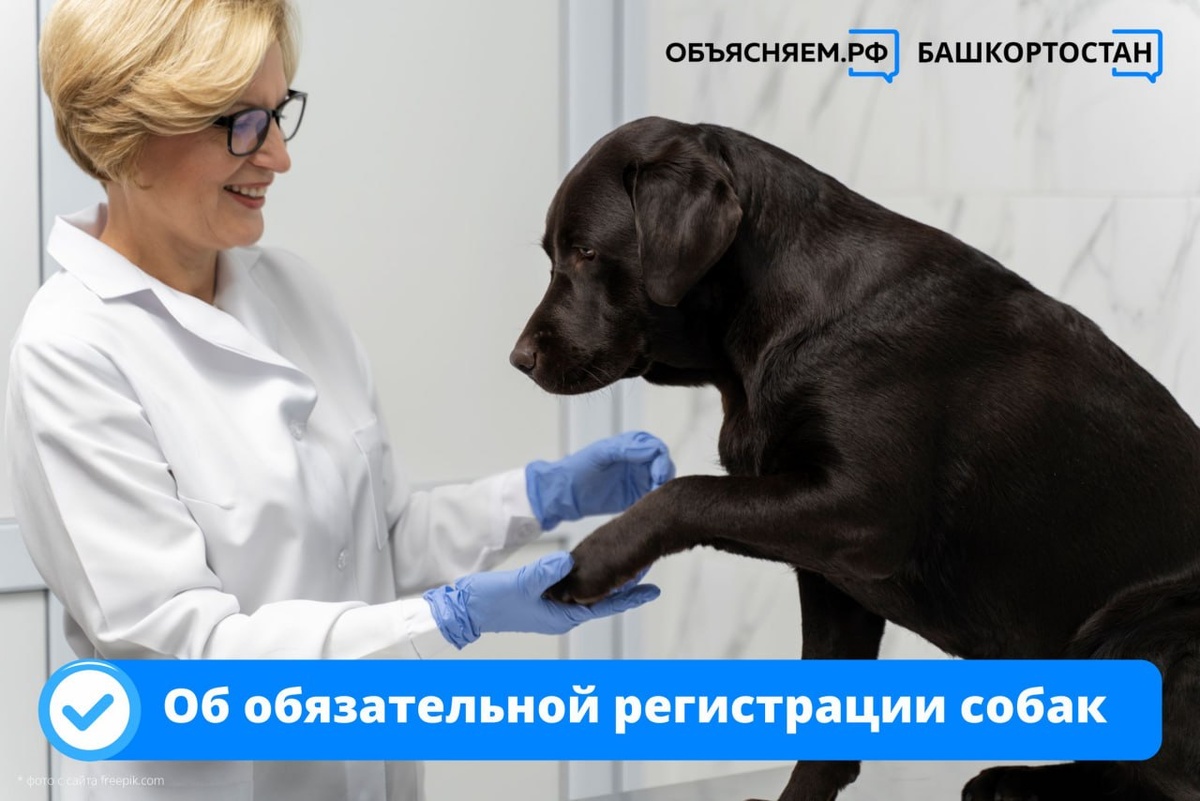    В Башкортостане вводится обязательная регистрация собак