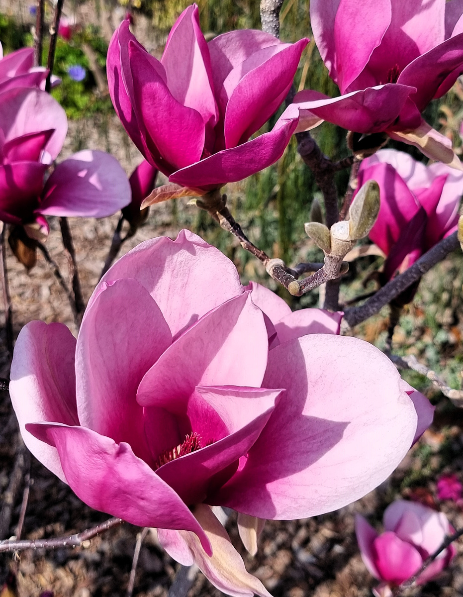 Магнолия 'Red as Red'. Анапа. Март.