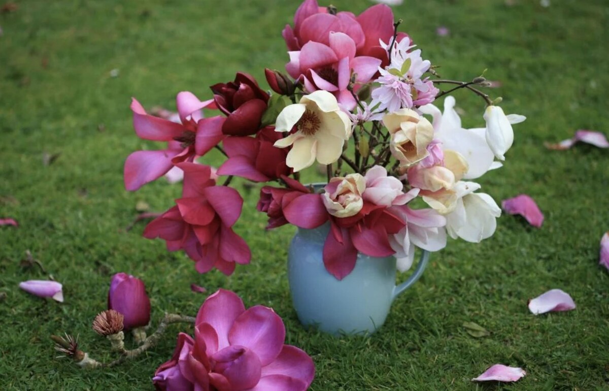 Разнообразие сортов магнолий Яна Балдика. Фото с просторов Интернета. Обратите внимание на оттенки, розовый действительно почти красный. Чудеса новозеландского климата.