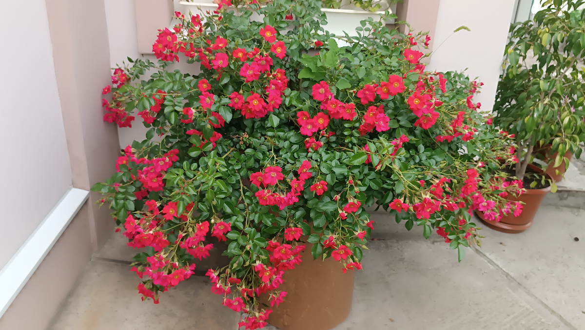 роза «Руж Мейяндекор» (Rouge Meillandecor)