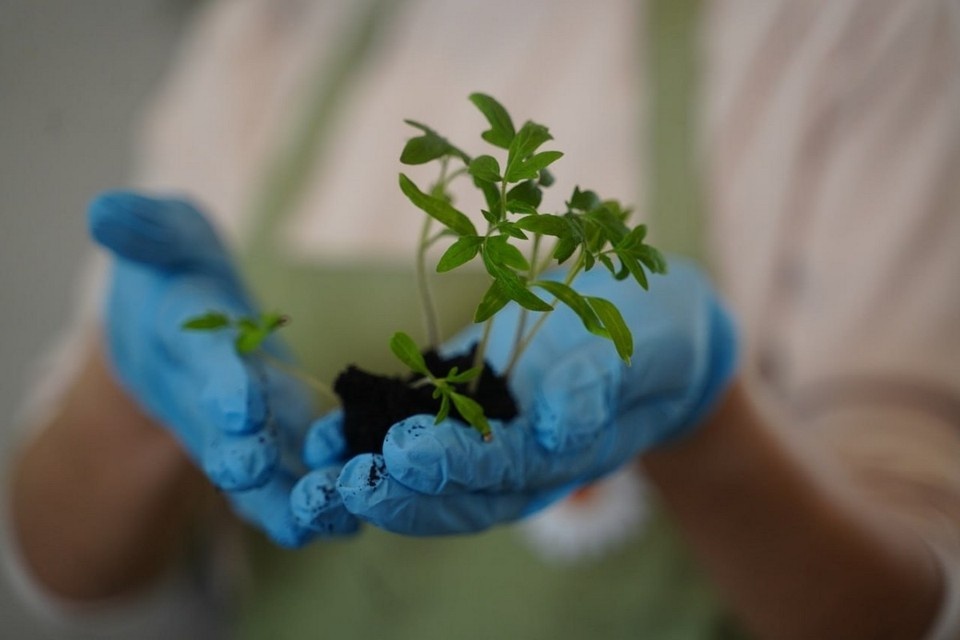    Целью его проведения является повышение аграрной грамотности населения и привлечение молодежи к работе в агропромышленном комплексе. Светлана МАКОВЕЕВА
