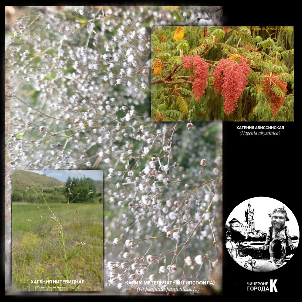 Хагения нитевидная (фото из Википедии) - это устаревшее научное название (синоним) растения, которое в современной ботанической классификации известно как Gypsophila pilosa Huds. (Гипсофила волосистая). А единственная оставшаяся Хагения Абиссинская у нас, к сожаление не растет, что очень жаль...