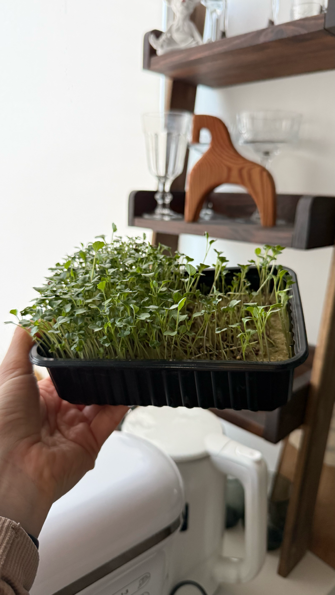 Сейчас у меня микрозелень брокколи) 