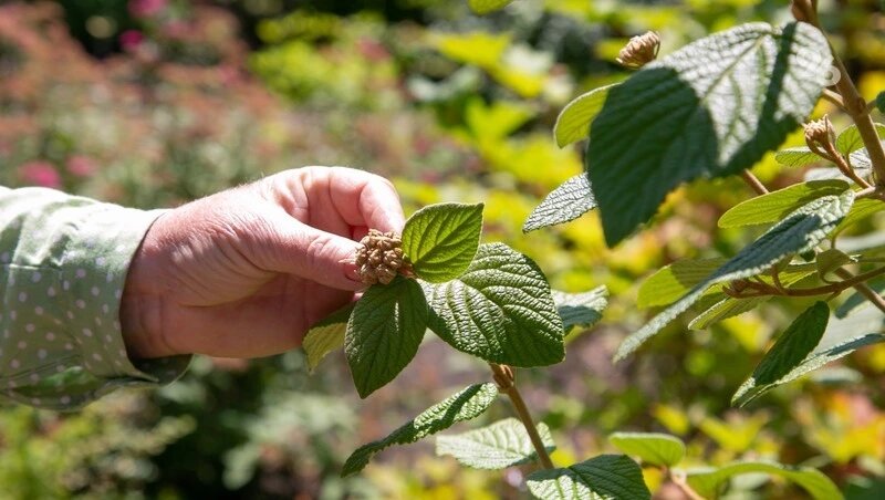      Фото: ИА «Победа26»