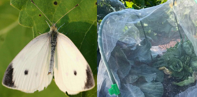 Капустная моль это вредитель, который откладывает яйца на всех крестоцветных овощах.
Брокколи, брюссельская капуста, белокочанная капуста, цветная капуста, личинки/черви поедают растения.
Укрытия для грядок, контролируют капустную моль, предотвращают ей доступ к растениям для откладывания яиц.