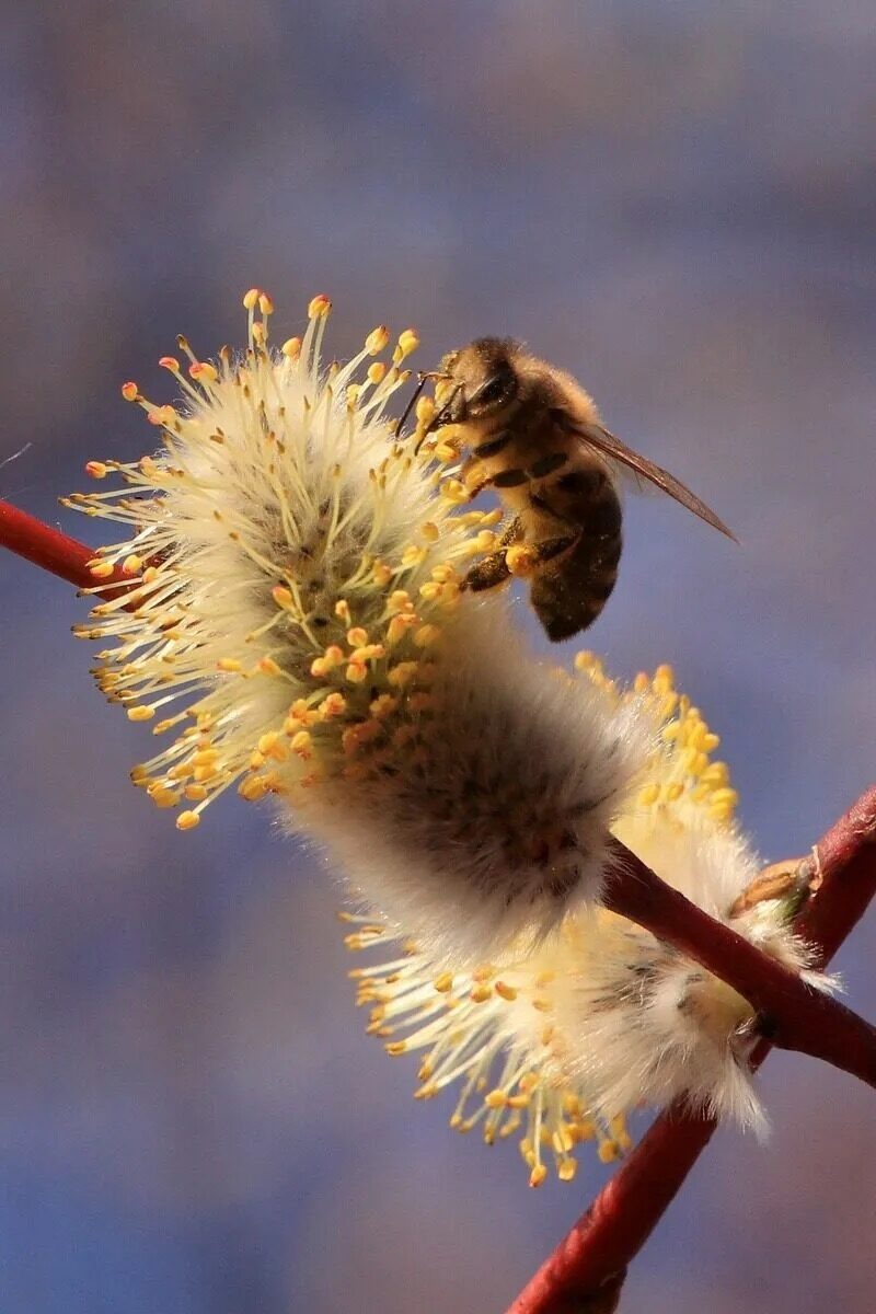 Фото из свободных источников.