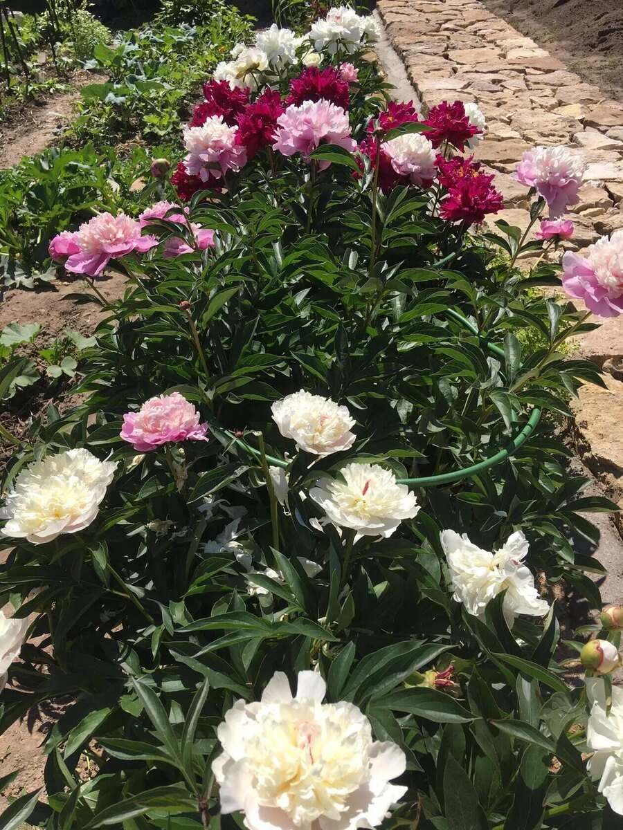 Фото из архива, дача 2025 года, клумба с пионами.