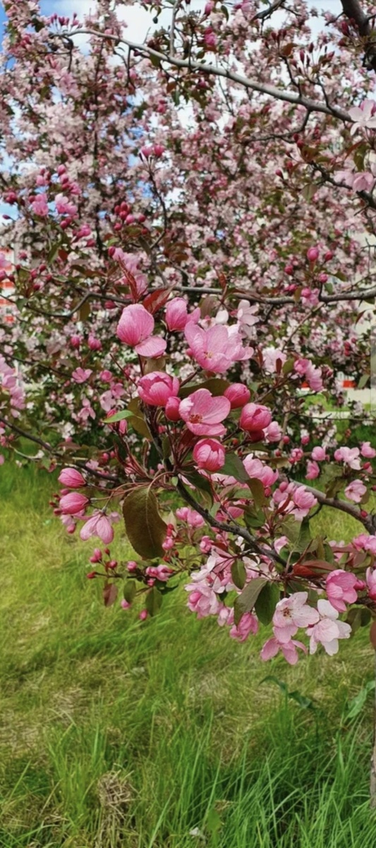 Цветущие деревья весной. Необыкновенно красиво! Фото из открытых источников.