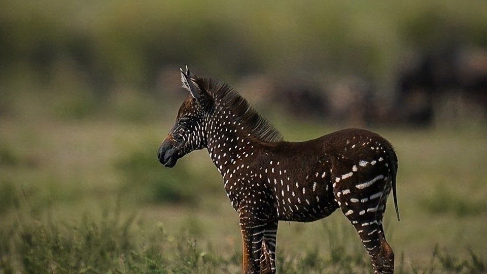 Зебра в горошек
