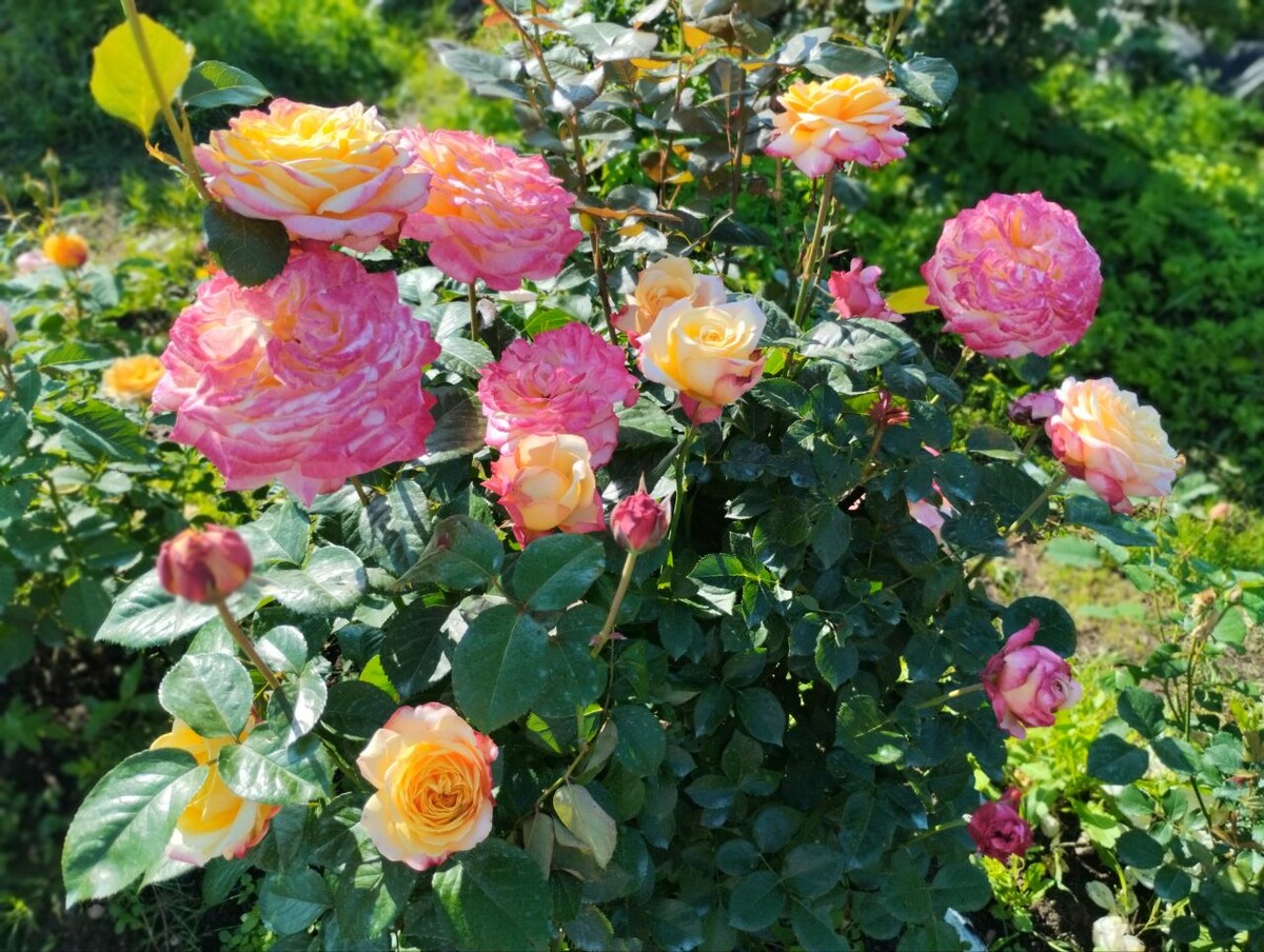 Юбилей Кордеса