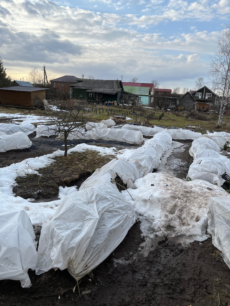 Так сейчас выглядит мой сад