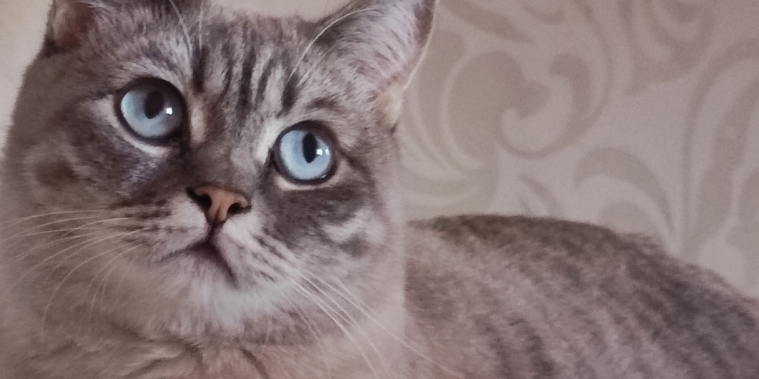 Мой Новый день - прогулки, покупки и стихи Ларисы Рубальской!