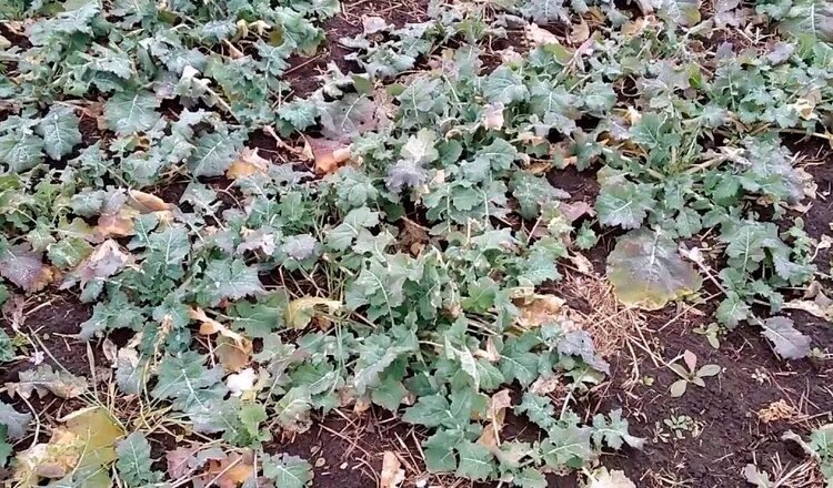    Фото: Пресс-служба филиала ФГБУ «Россельхозцентр» по Ставропольскому краю