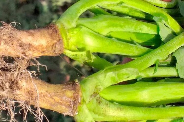 Источник: пресс-служба филиала ФГБУ «Россельхозцентр» по Ставропольскому краю.📷    Бактериоз на озимом рапсе с высоким запасом инфекции выявили в ставропольских хозяйствах
