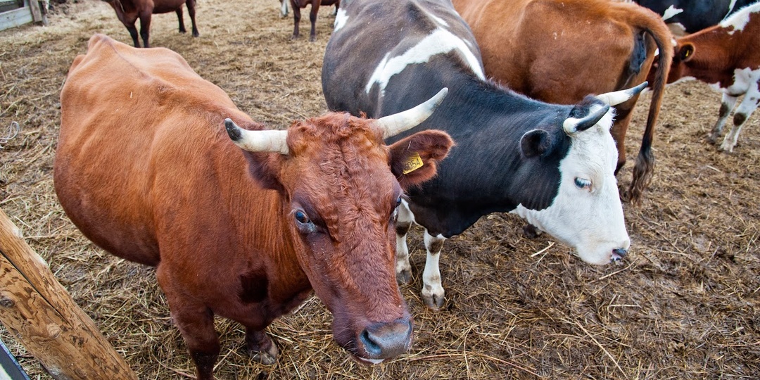 В Волгоградской области снизилась заболеваемость бруцеллезом среди животных