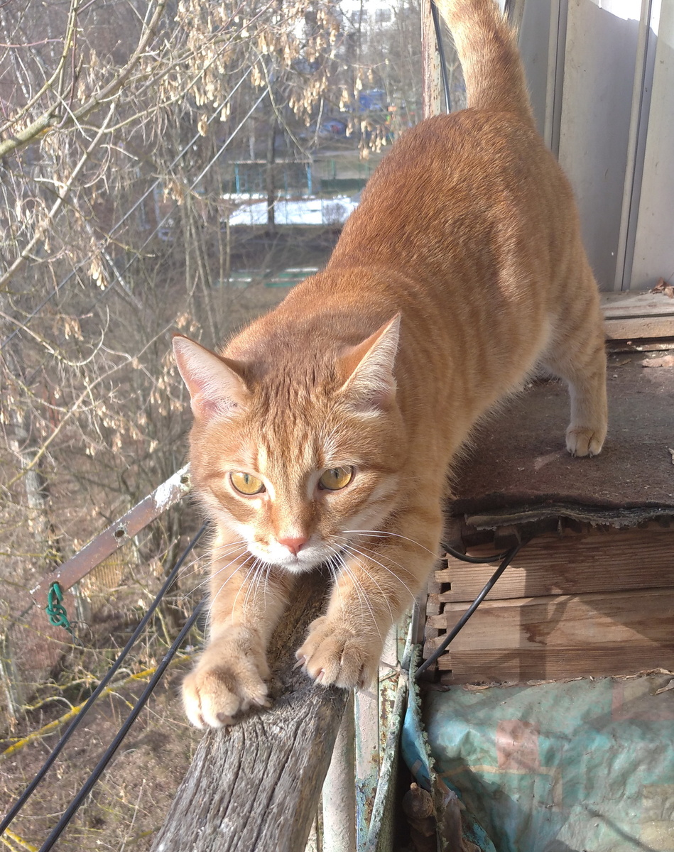 личное   фото
