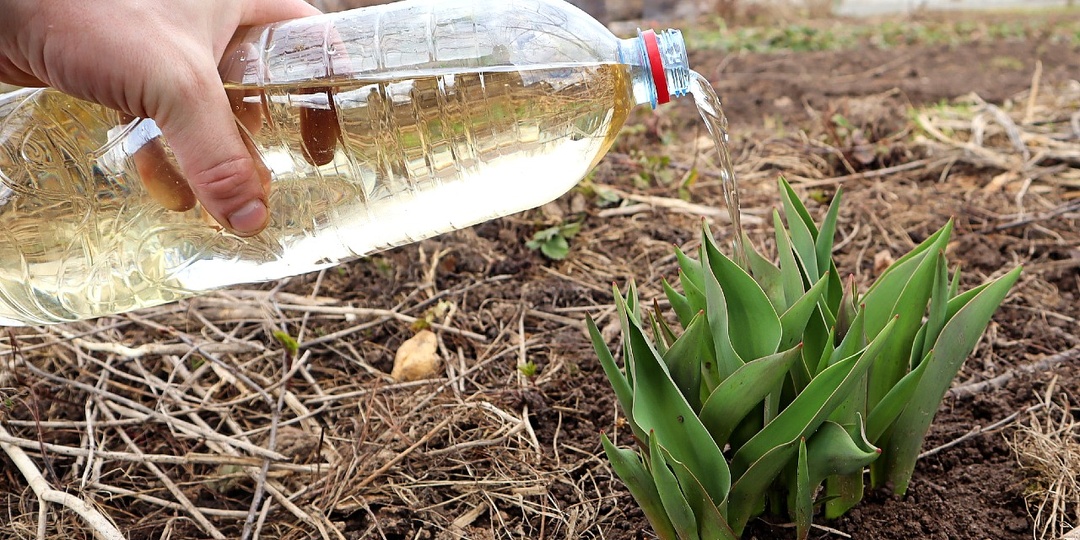 Огород заполнит яркое цветение тюльпанов весной после этой подкормки! Внесите сразу после появления.
