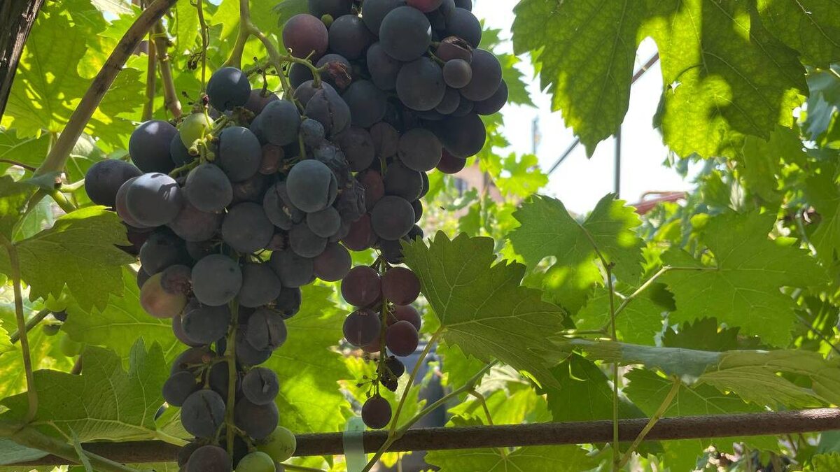    Фото: «Деловая газета.Юг»