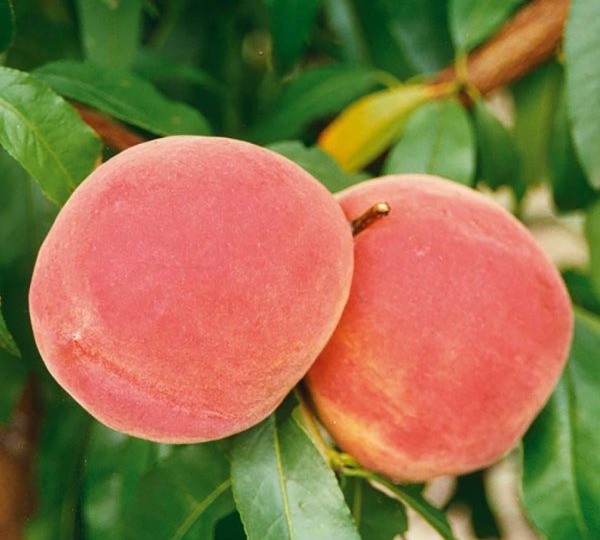 Персик Инка: сладкий и крупный сорт с повышенной зимостойкостью
