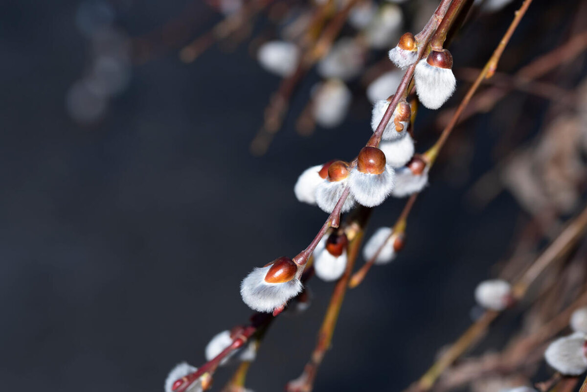    Верба 123RF/legion-media.ru