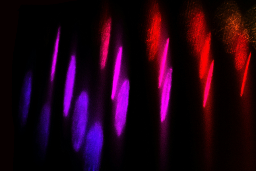 Фото: Lucia Sorrentino / Unsplash.com