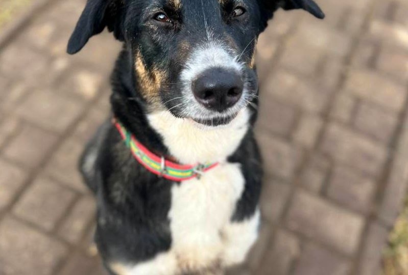 🆘 ПОСТ-S.O.S! ПОСТ-ШАНС! 🆘 Домашнюю собаку бросили на автобусной остановке. Бабушки смогли оплатить передержку только на неделю!