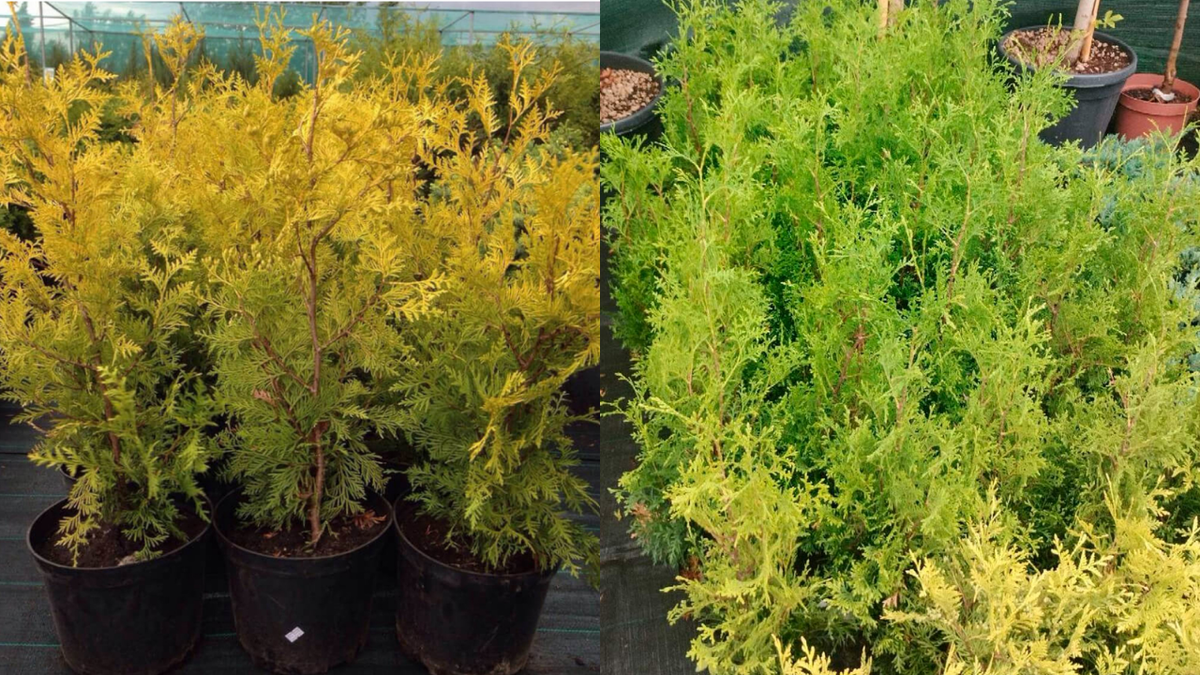 Вот так выглядят сорта Брабант и Холмструп по весне