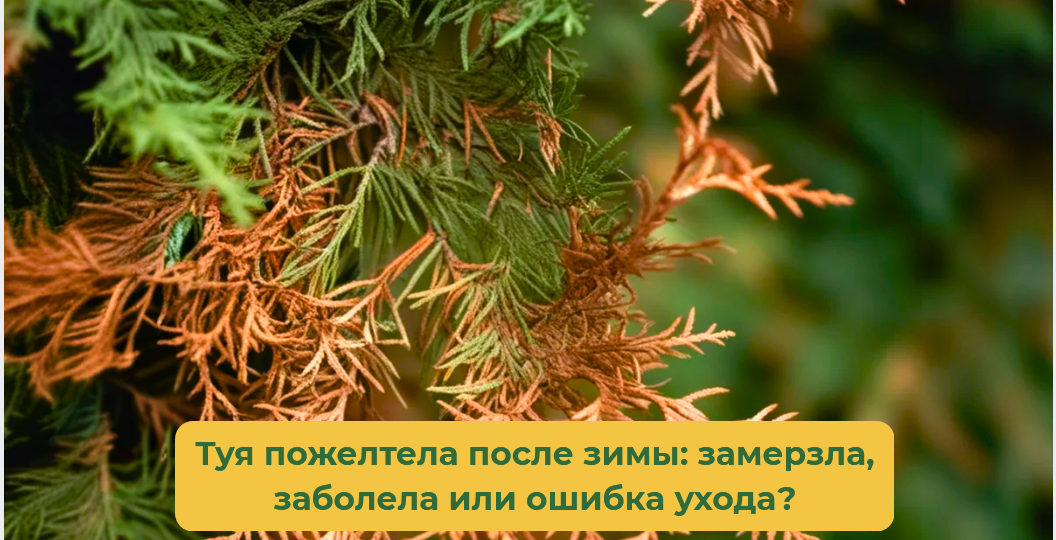 Туя пожелтела после зимы: замерзла, заболела или ошибка ухода?
