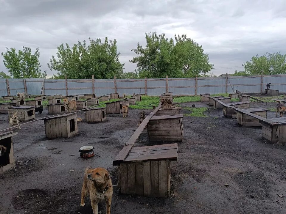    Мошенничество с отловом бездомных животных. Источник: Прокуратура Алтайского края