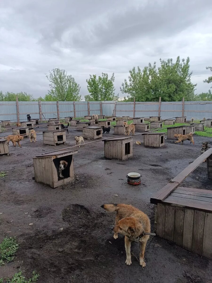    Мошенничество с отловом бездомных животных. Источник: Прокуратура Алтайского края