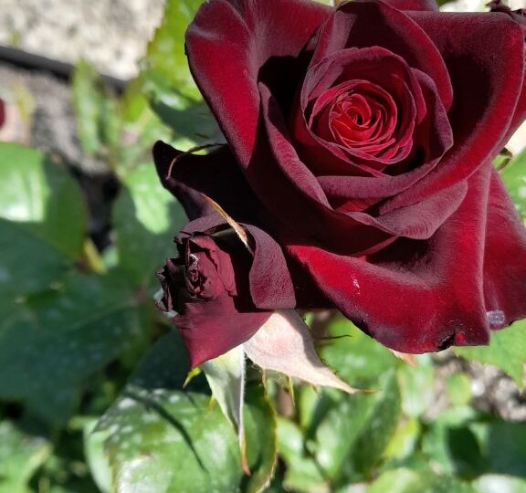 Апрель - мой ангел-месяц.