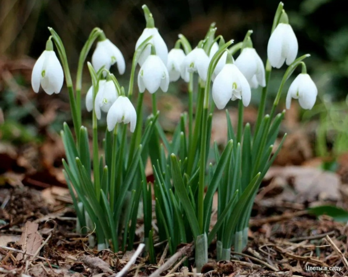 Галантусы.