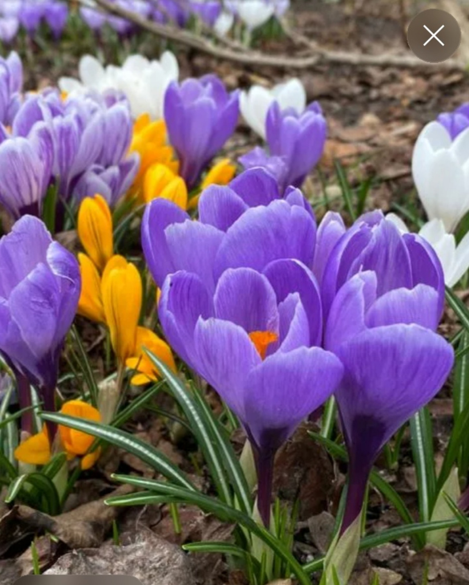 Крокусы.