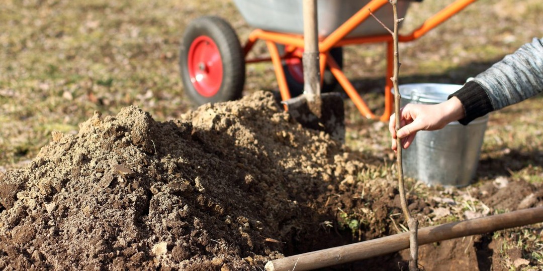 12 ошибок, из-за которых ваш плодовый сад не приживётся