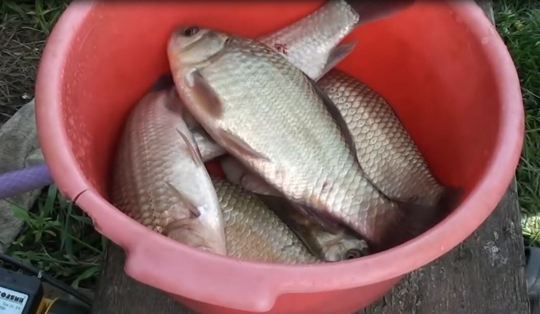 Сабанеевские караси