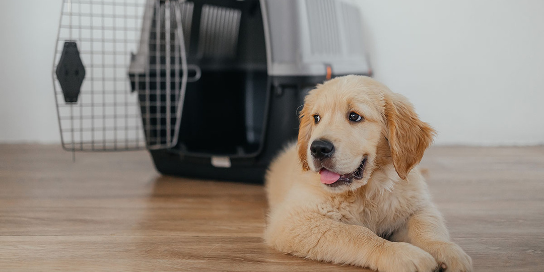 Как выбрать переноску для питомцев?