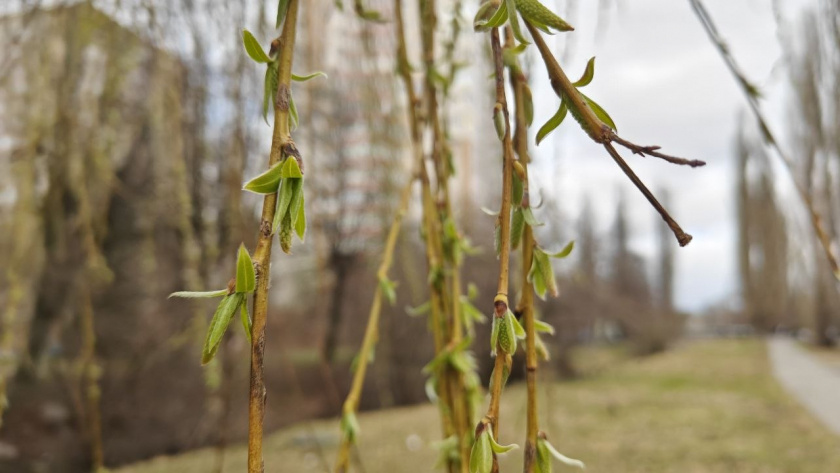    Первый городской канал Калининград