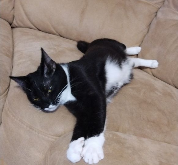 Эта кошка отправила по домам своих братьев, а теперь мы можем рассказать и про неё